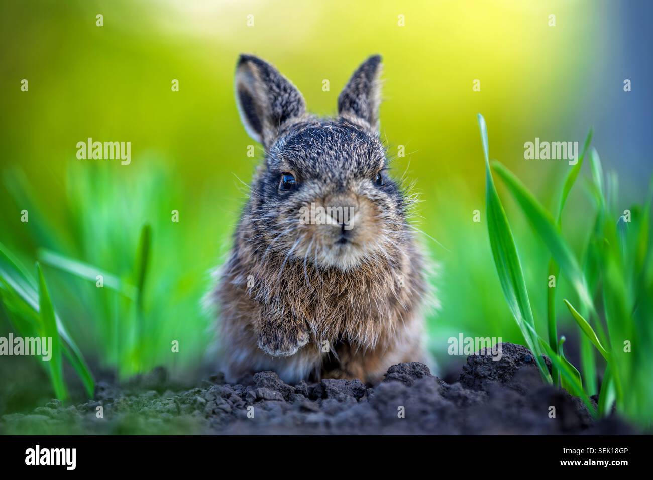 Kleiner brauner Bügel, der auf dunklem Boden zwischen frischen grünen Grassprossen sitzt Stockfoto
