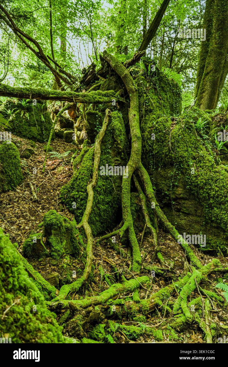 Alte Baumwurzeln bedeckt mit Moos im verblüfften Forest Wales Stockfoto