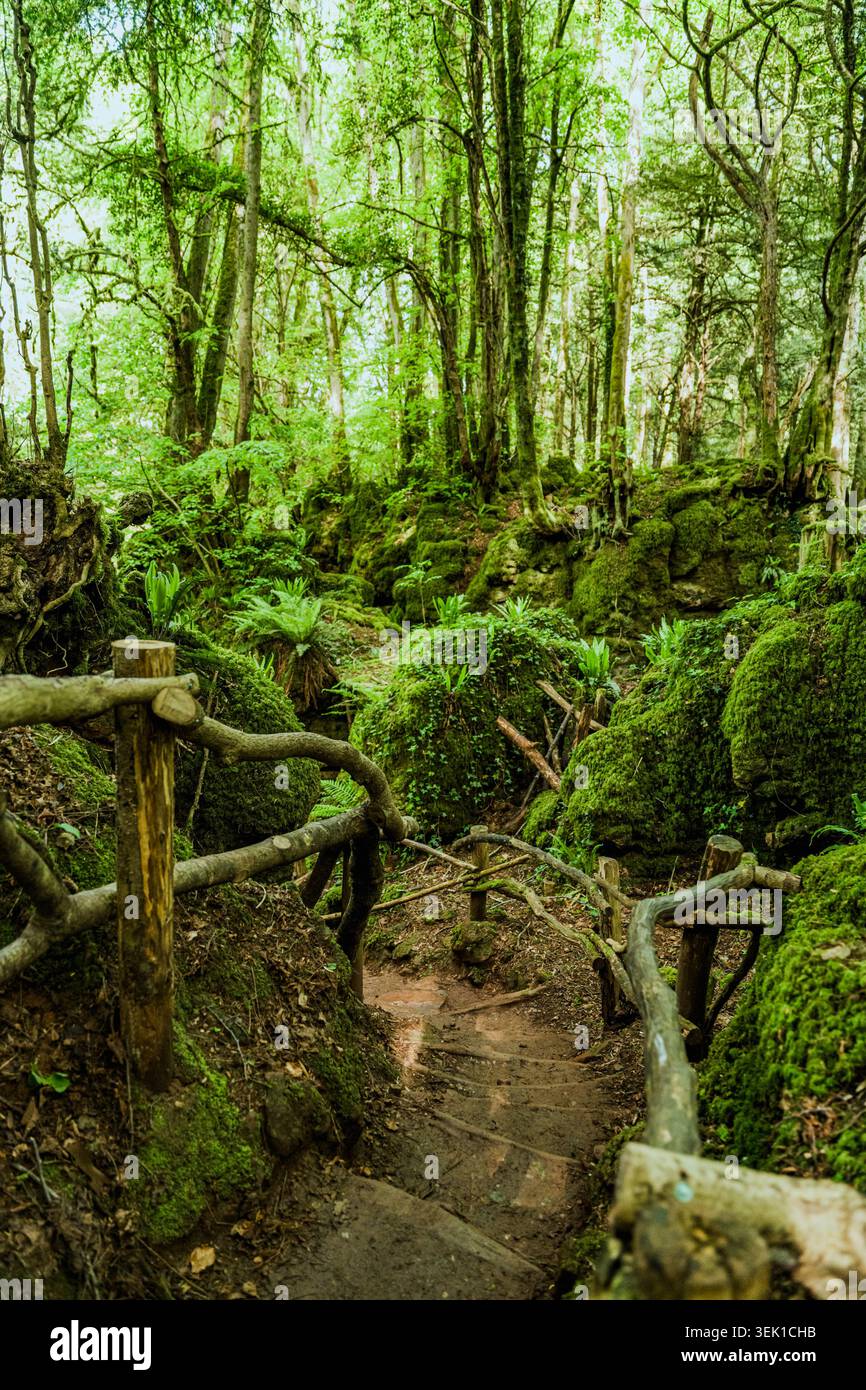 Natürlicher Wanderweg durch dichten, moosbedeckten Wald im Puzzled Forest, Wales. Stockfoto