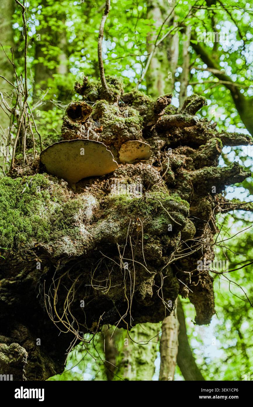 Einzigartige Baumwurzelstruktur aus moosbedeckten Wäldern im Puzzled Forest, Wales. Stockfoto