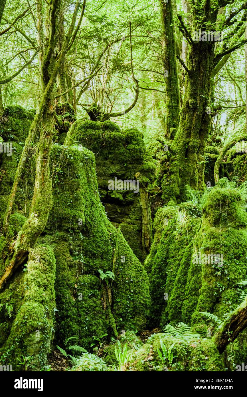 Hohe, moosbedeckte Felsformationen, die sich zwischen Bäumen in einem üppigen walisischen Wald erheben. Stockfoto