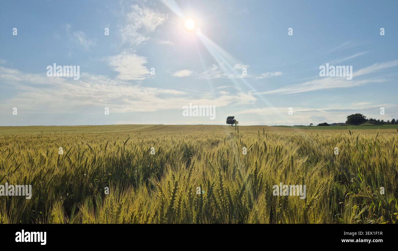 Sonnenstrahlen leuchten hell über dem riesigen GoldenWheat-Feld im Frühling - Smartphone-aufgenommenes Stockfoto
