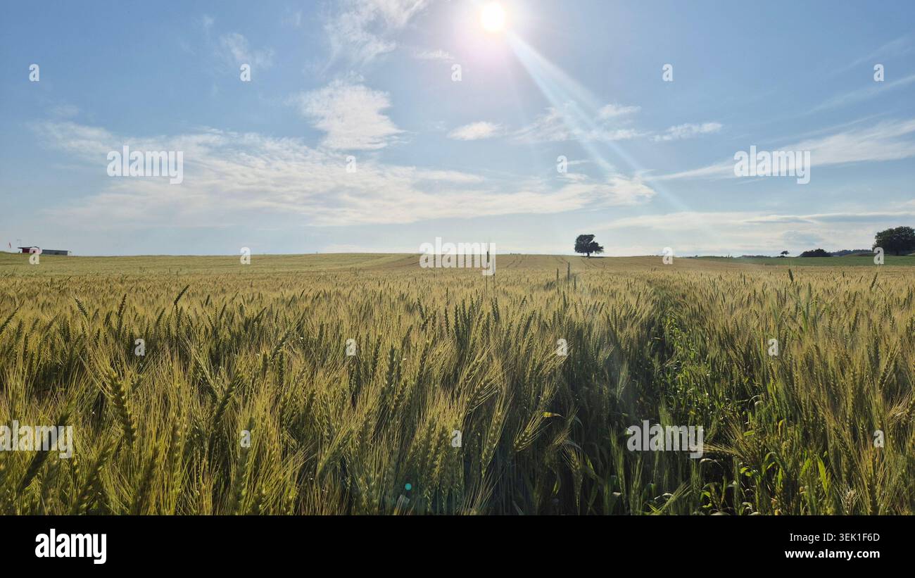 Sonnenstrahlen leuchten hell über dem riesigen GoldenWheat-Feld im Frühling - Smartphone-aufgenommenes Stockfoto