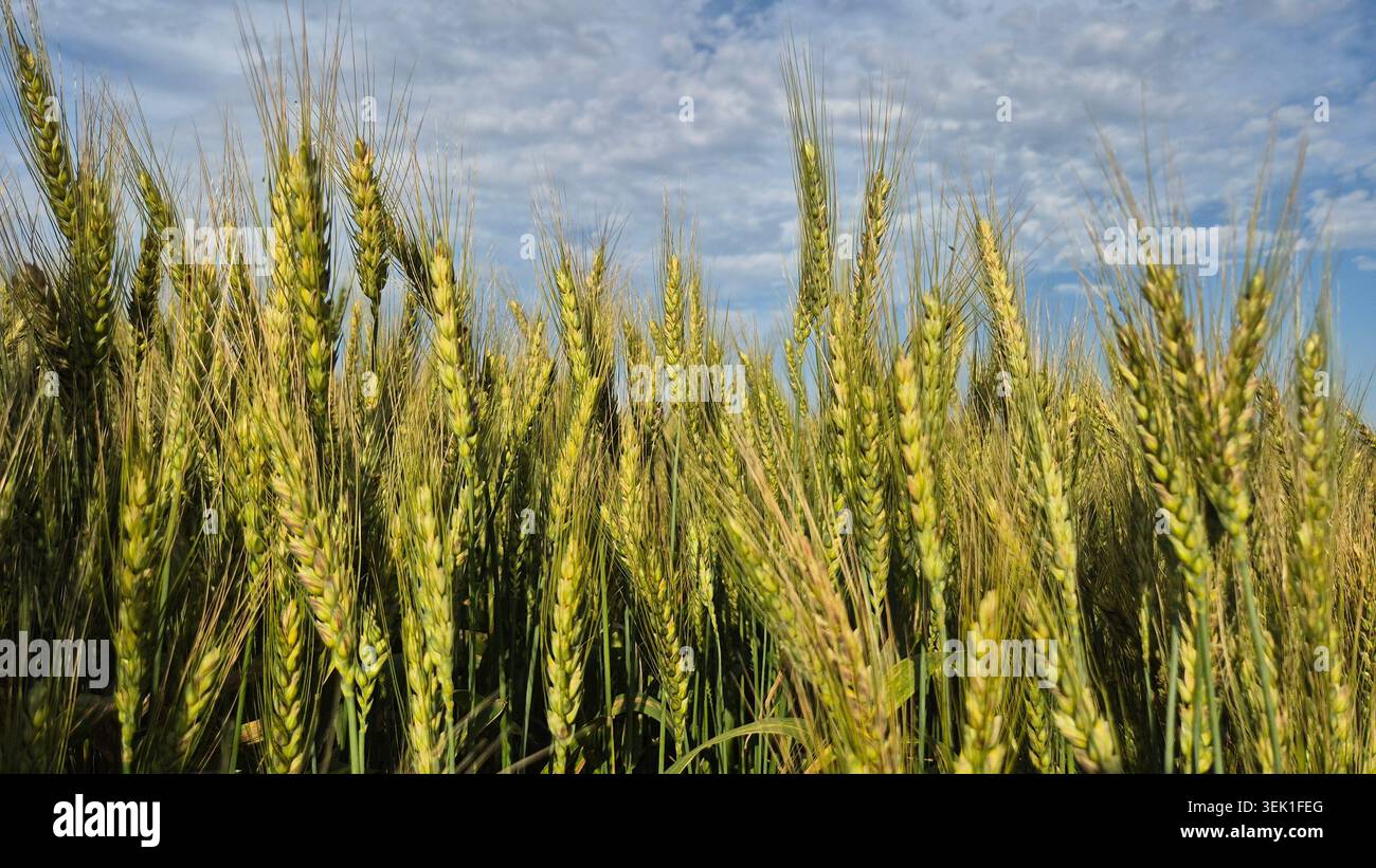 Nahaufnahme der grünen Reifen Weizenernteohren Stockfoto