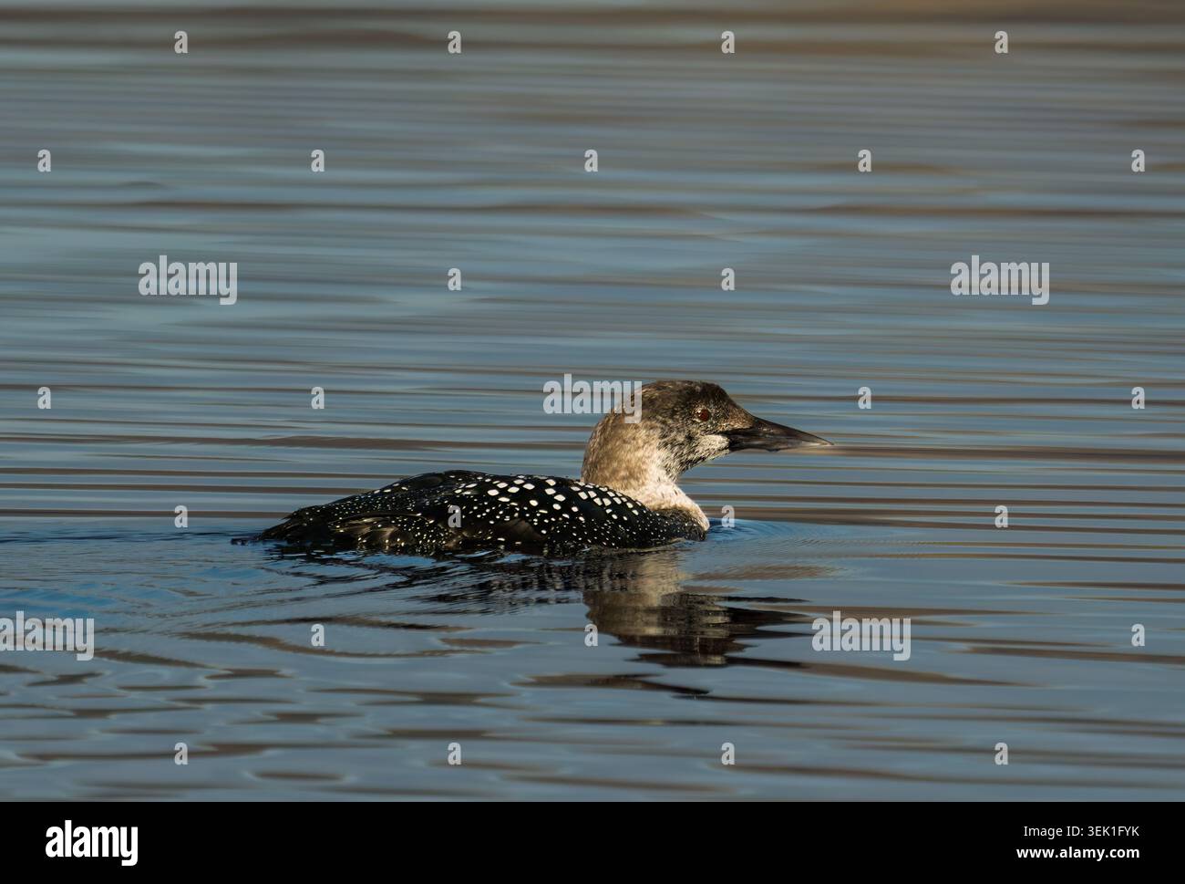 Ein Great Northern Diver (Gavia immer) schwimmt, Isle of Mull, Schottland Stockfoto
