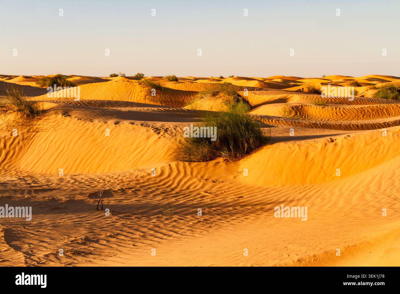 Die Sahara-Wüste. Sanddünen mit Wüstengrasklumpen in der Nähe der Oase Ksar Ghilane bei Sonnenuntergang. Tunesien, Afrika Stockfoto