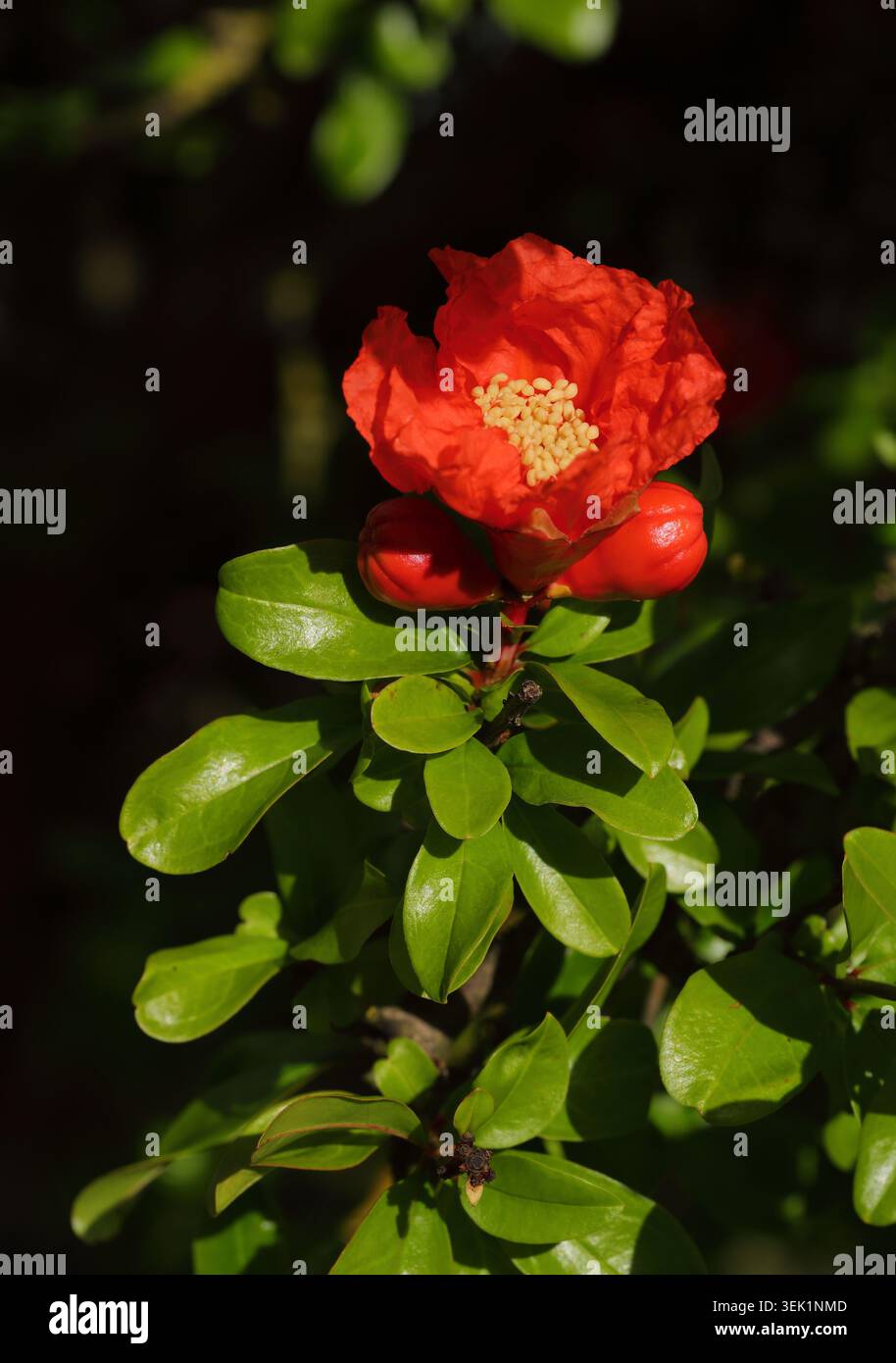 Granatapfelbaum - Punica gratanum. Blüte in voller Blüte – vollständig geöffnet, selektiver Fokus. Oeiras, Portugal. Stockfoto