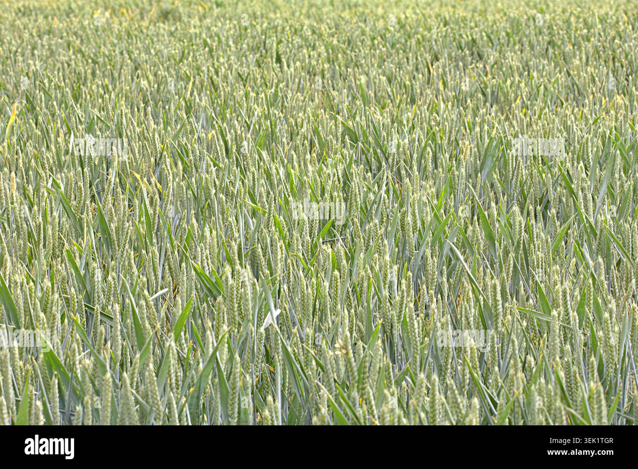 Weizenernte reift im Frühjahr auf dem Feld Stockfoto