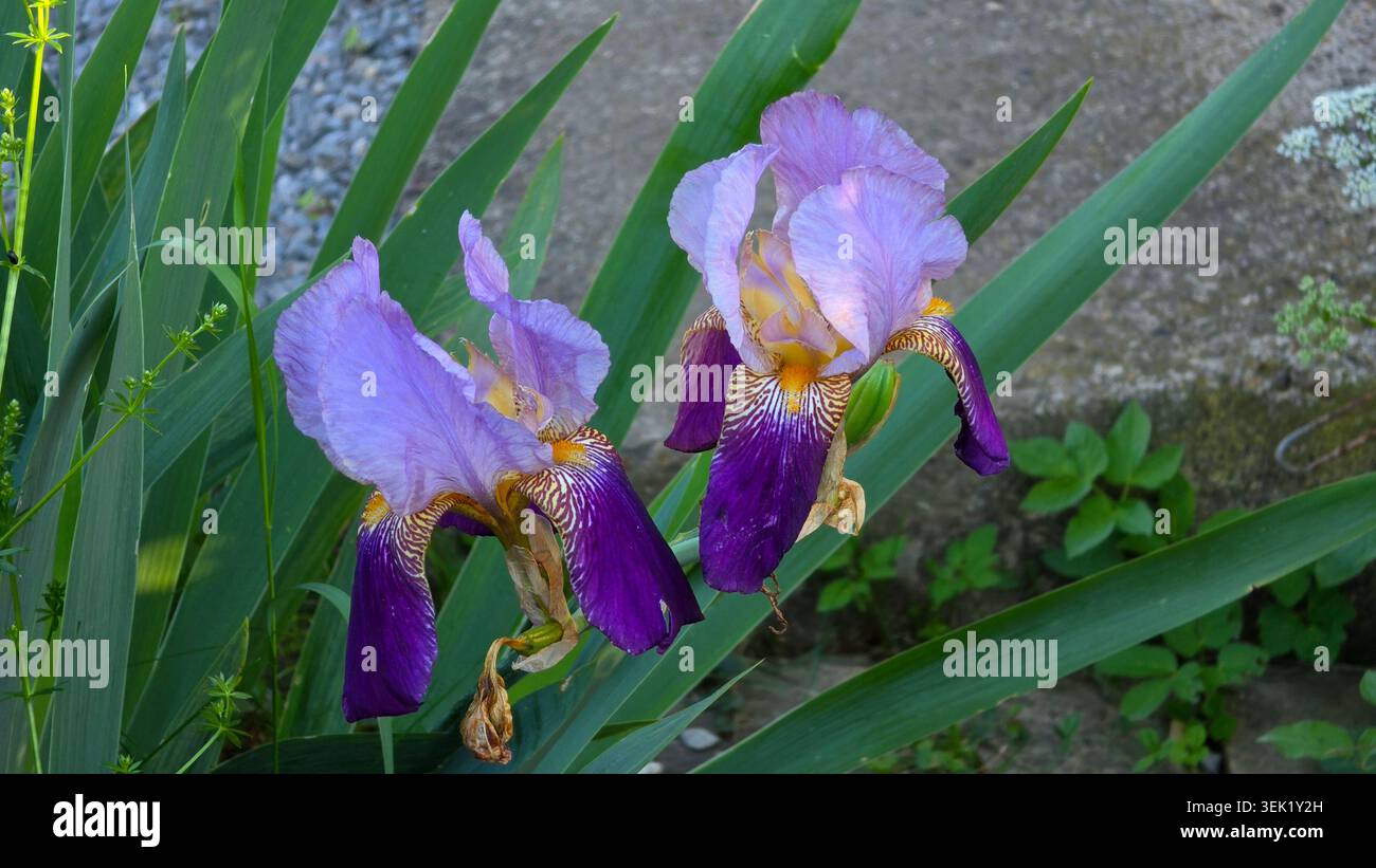 Zwei leuchtende bärtige Iris-germanica-Blüten zeigen hellviolette obere und dunkelviolette untere Blüten mit gelben Bärten, die neben hohen Blüten wachsen Stockfoto
