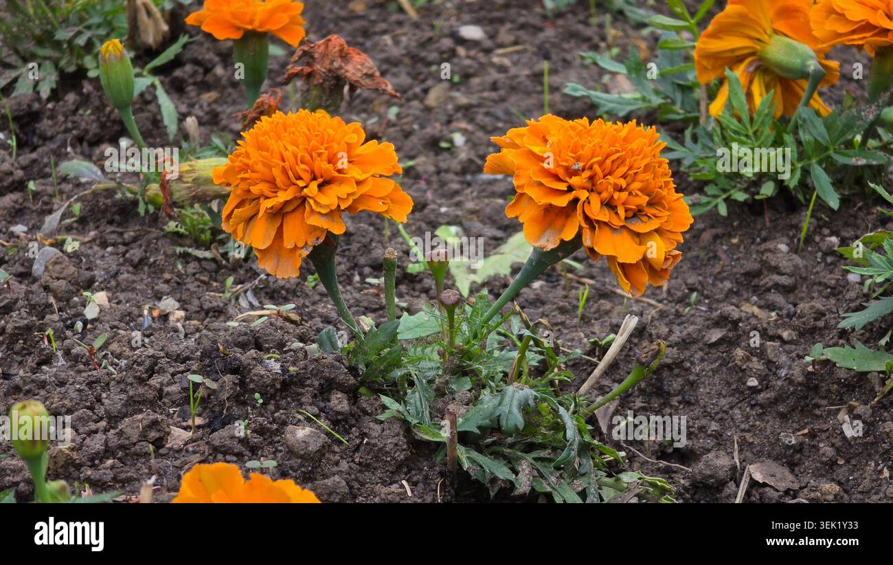 Zwei leuchtend orange aztekische Ringelblumen Tagetes erecta wachsen auf grünen Stämmen aus dunklem Gartenboden, umgeben von kleinen Blättern und Knospen Stockfoto
