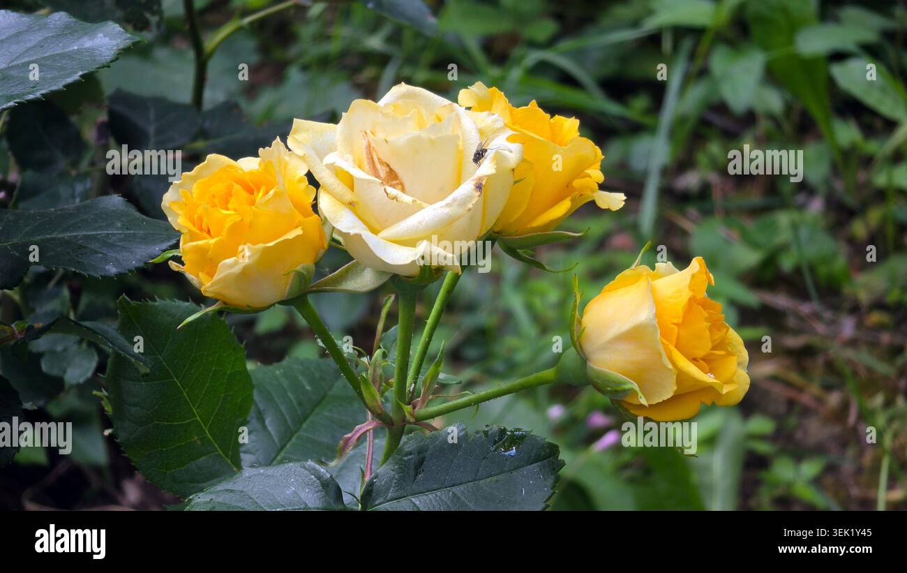 Vier leuchtend gelbe und cremefarbene Julia Child Rosenblüten wachsen in einer engen Gruppe auf einem grünen Stiel, umgeben von dunklen gezackten Blättern und wildem Garten Stockfoto