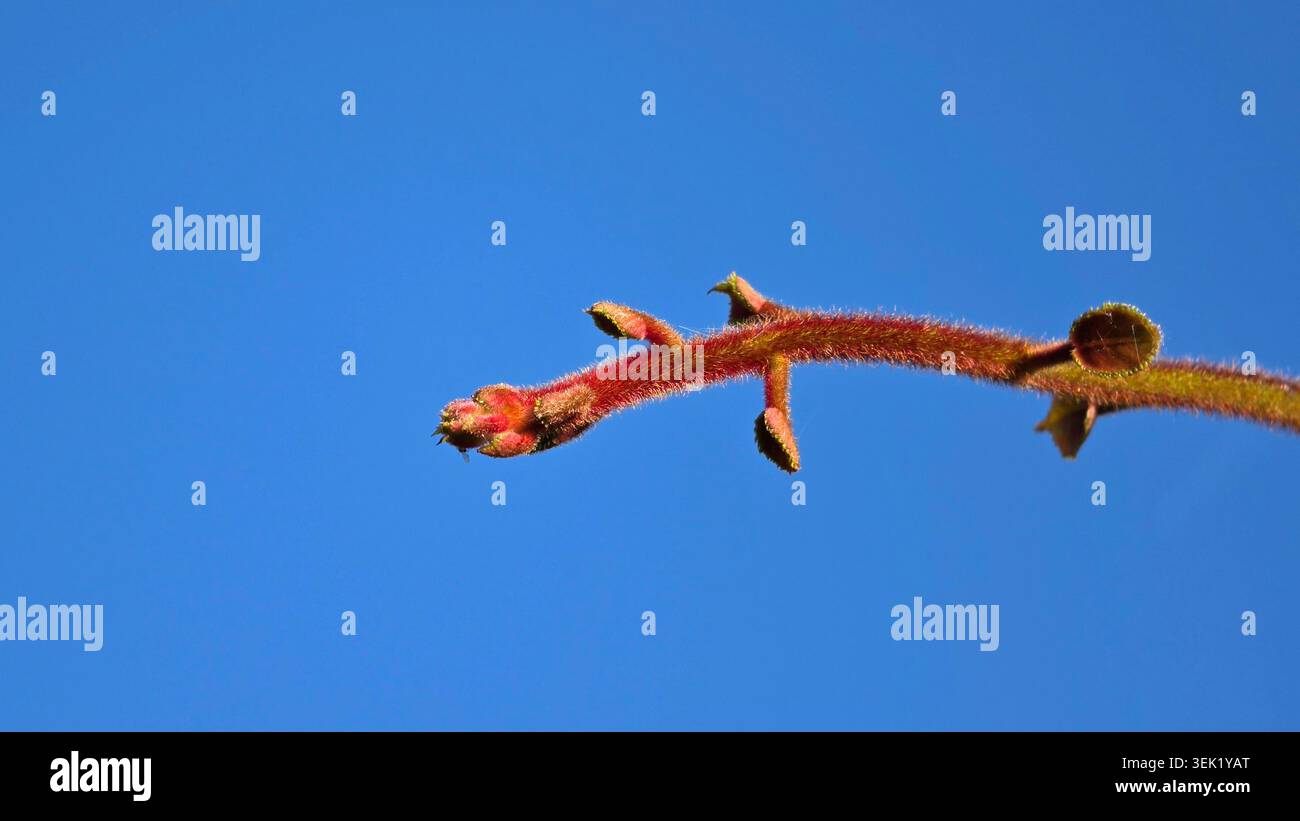 Der samtige rostfarbene junge Zweig eines Staghorn Sumac Rhus typhina Strauchs zeigt kleine, flauschige Blattknospen, die sich unter einem blauen Hintergrund öffnen Stockfoto