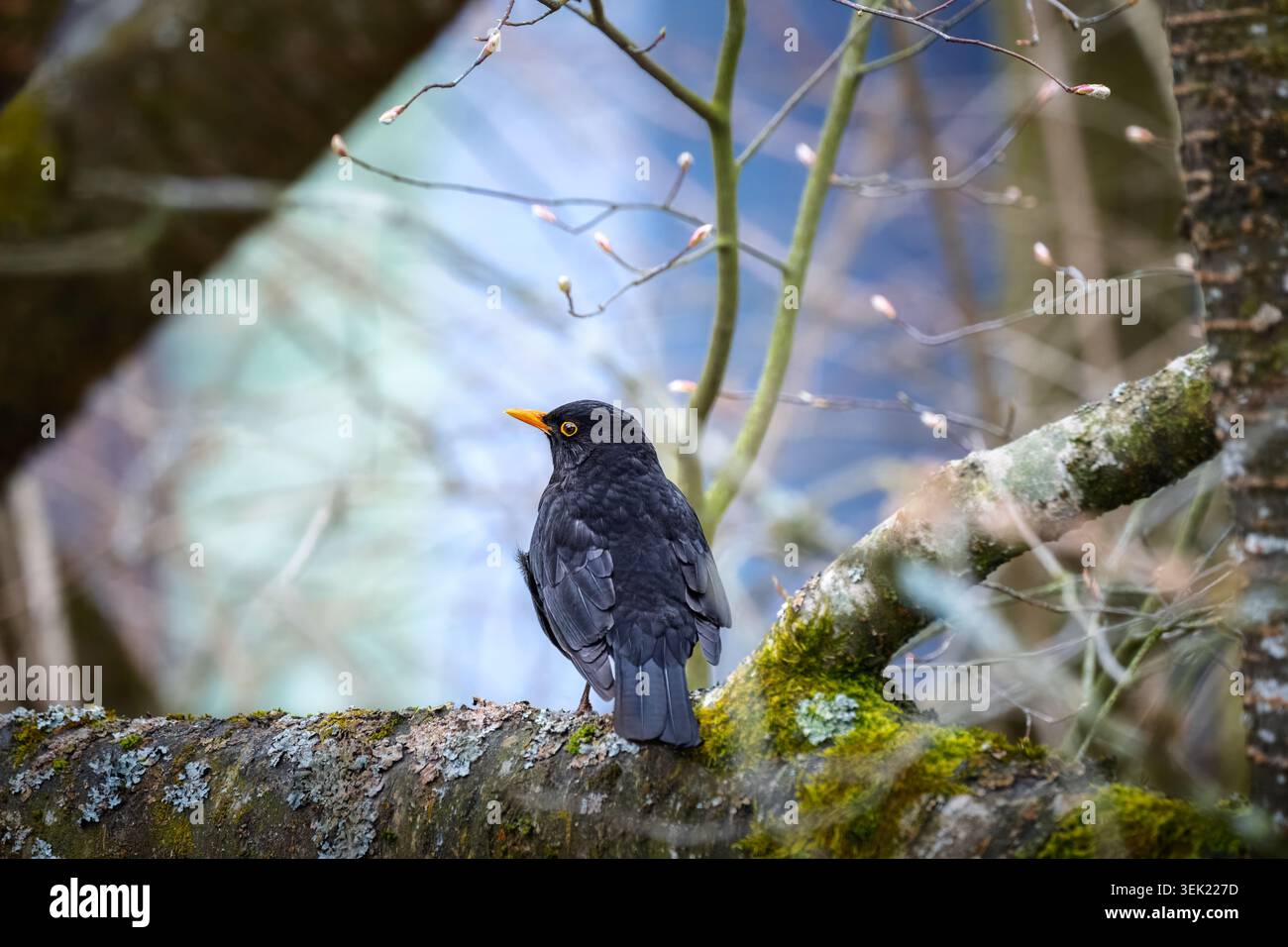 Nahaufnahme einer Amsel, die auf einem Baum sitzt Stockfoto