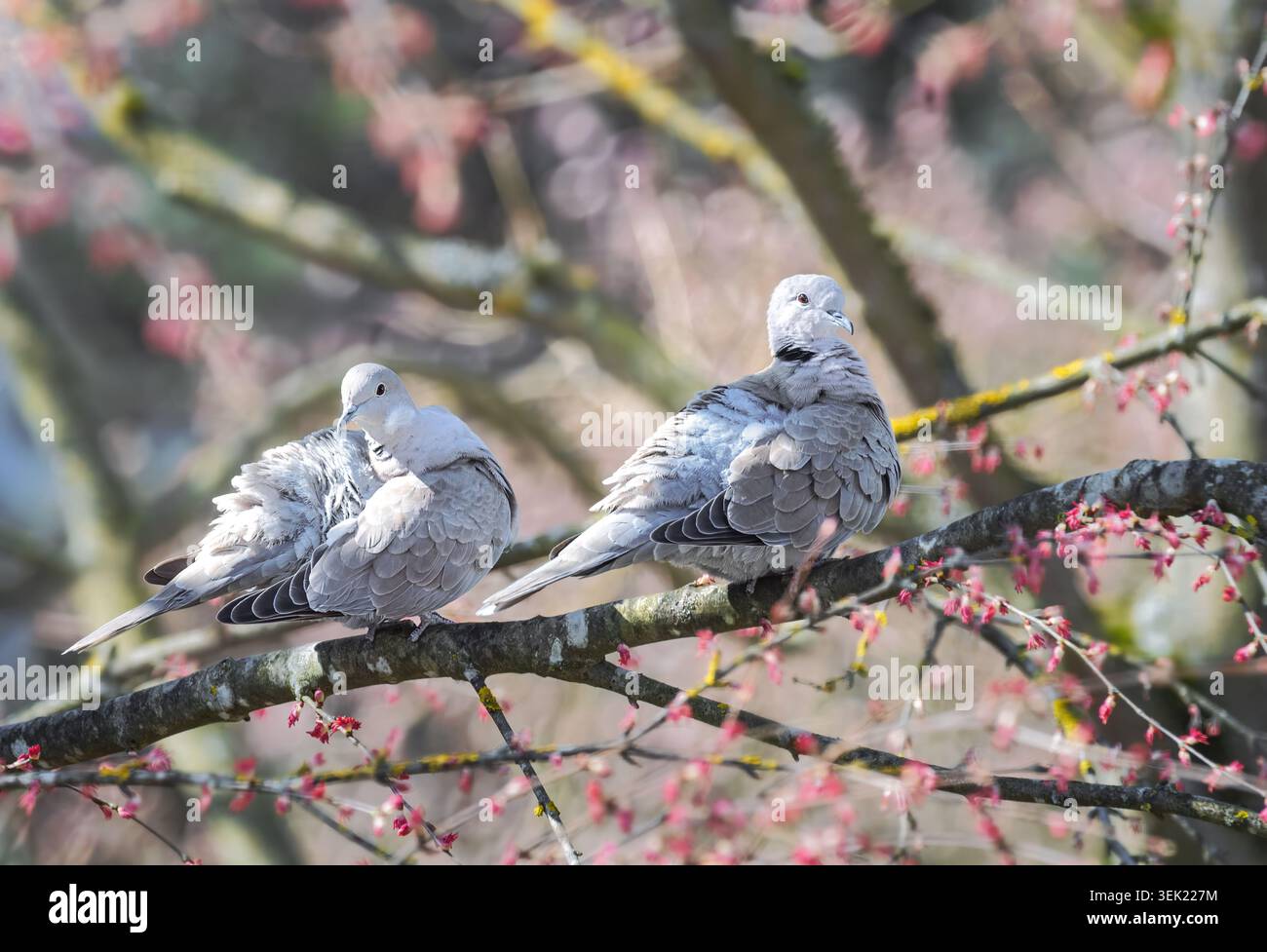 Nahaufnahme eines Taubenpaares, das auf einem blühenden Baum sitzt Stockfoto
