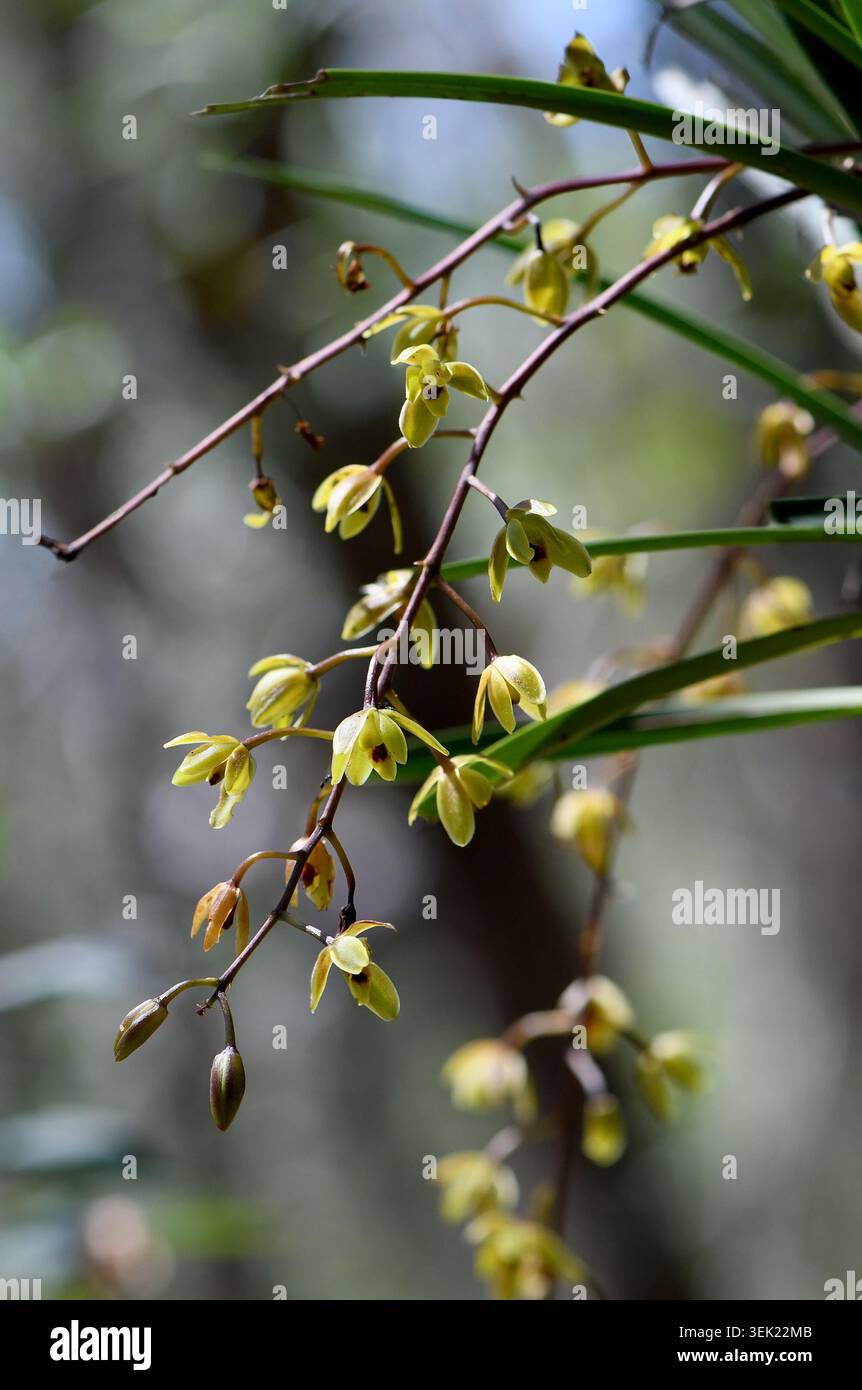 Gelbe Blüten der australischen Epiphytenschlange, Cymbium suave, Familie Orchidaceae, im feuchten Sklerophyllwald im Royal National Park Stockfoto