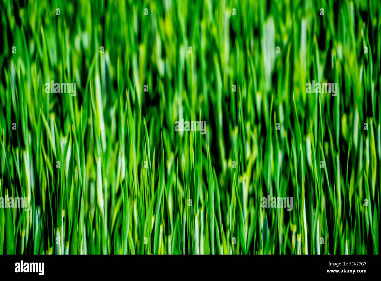 Strukturen der Gerste im Frühling Stockfoto