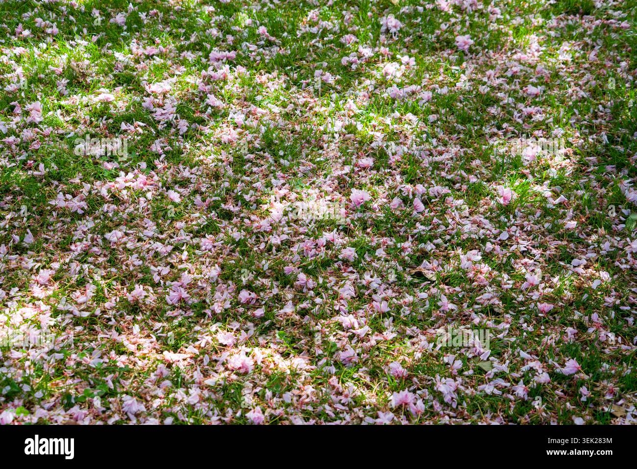 Im Frühjahr liegen verblasste Kirschblüten auf dem Boden, Schloss Landau, Heilgarten oder Wellnessgarten, Landau, Bad Arolsen, Waldeck-Frankenberg Stockfoto