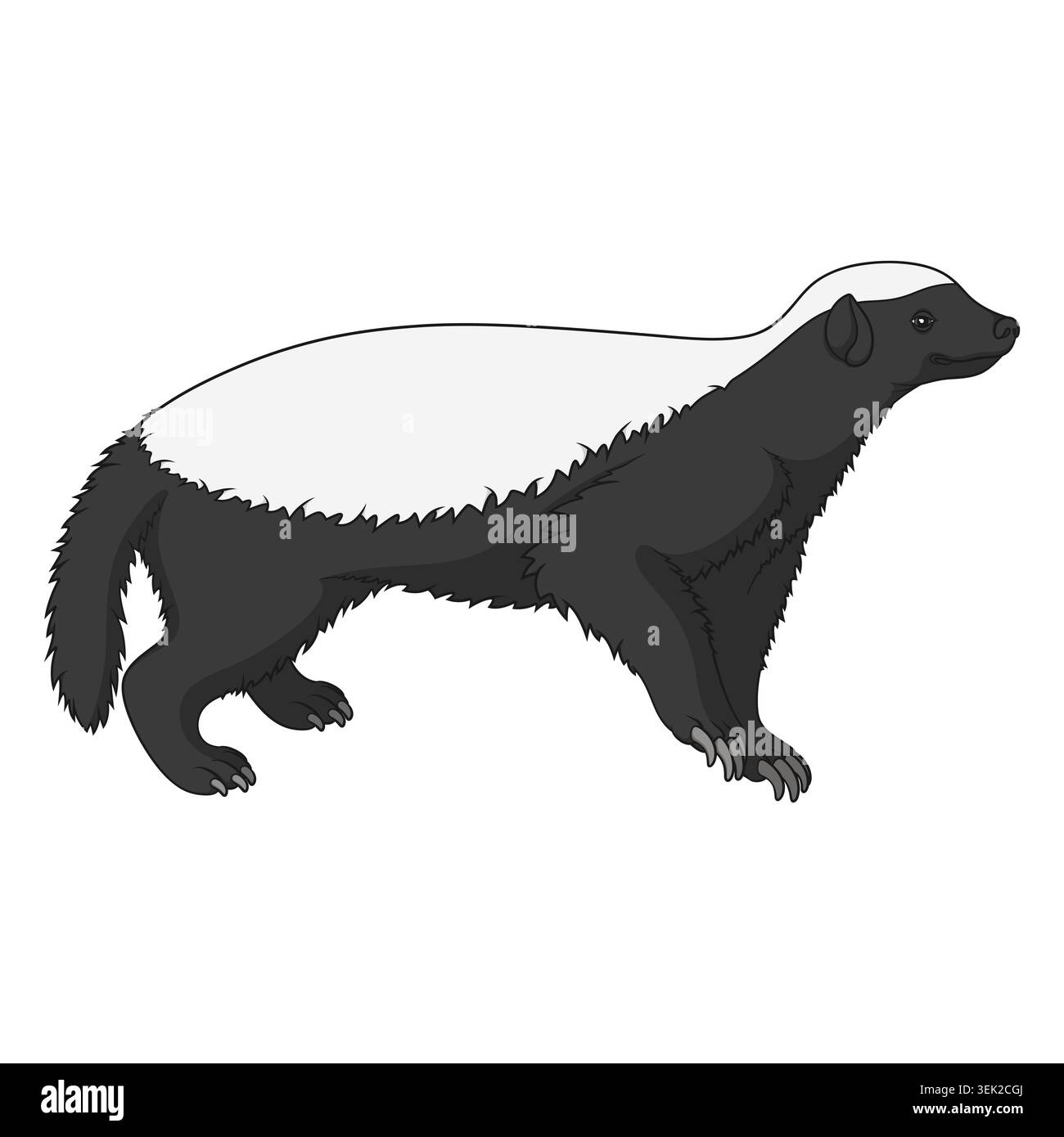 Farbillustration mit HonigDachs. Isoliertes Vektorobjekt auf weißem Hintergrund. Stock Vektor