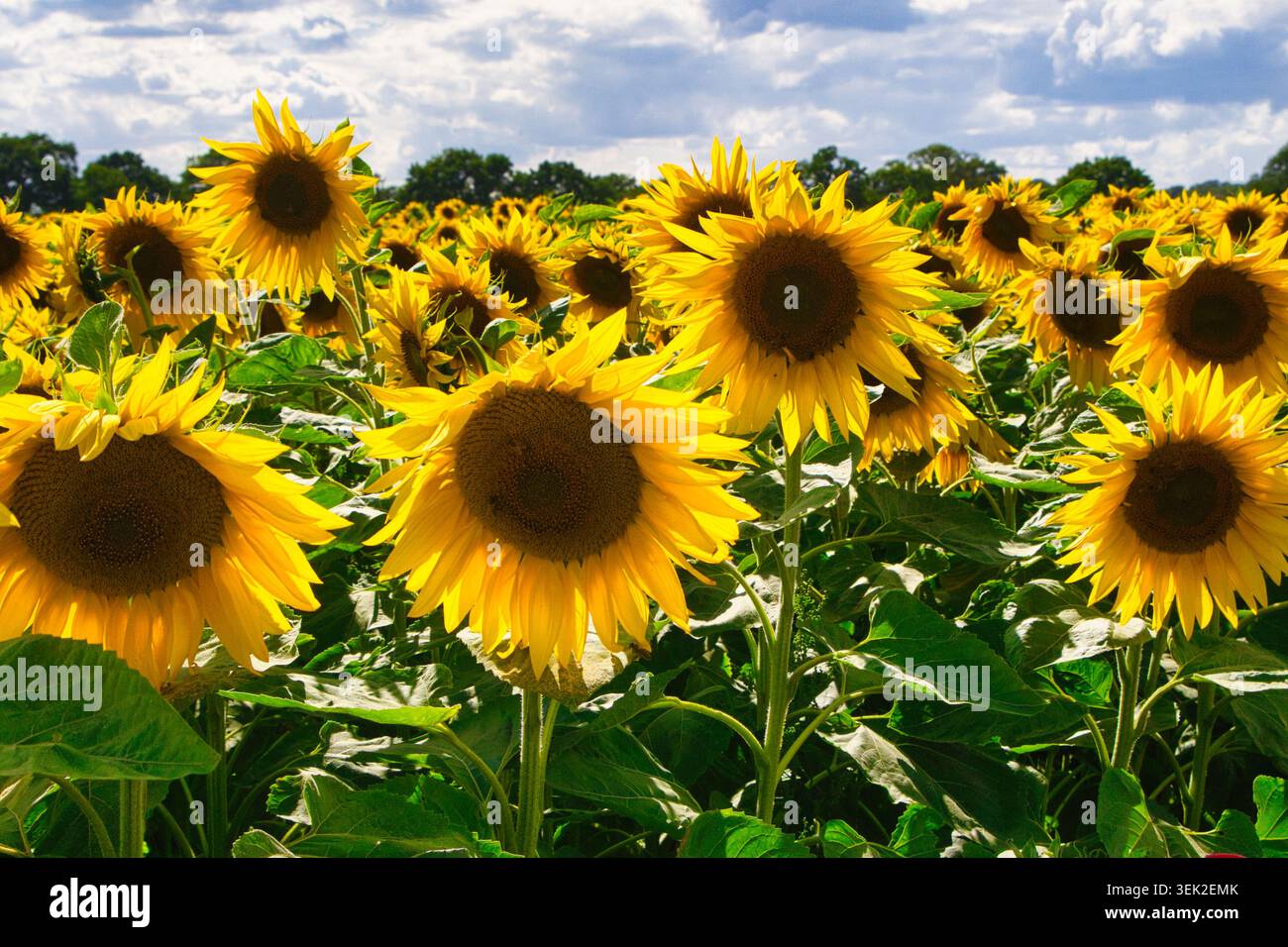Sonnenblumen auf der Becketts Farm Stockfoto