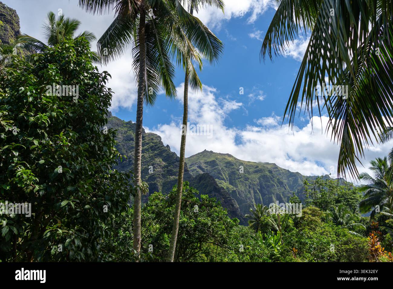 Ein üppiger Dschungelpfad durch das Hakaui-Tal, Nuku Hiva, die Marquesas-Inseln und Französisch-Polynesien. Majestätische Basaltklippen und dichte Vegetation umgeben die Tra Stockfoto