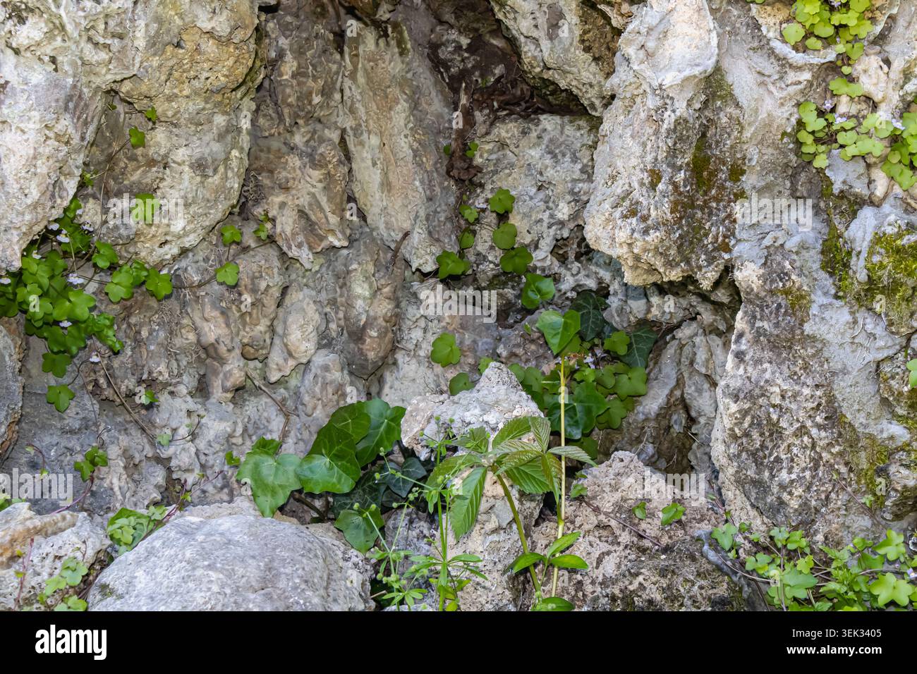 Natürliche felsige Oberfläche mit kleinen grünen Pflanzen und Efeu, der zwischen zerklüfteten Kalksteinformationen bei weichem Tageslicht wächst. Stockfoto