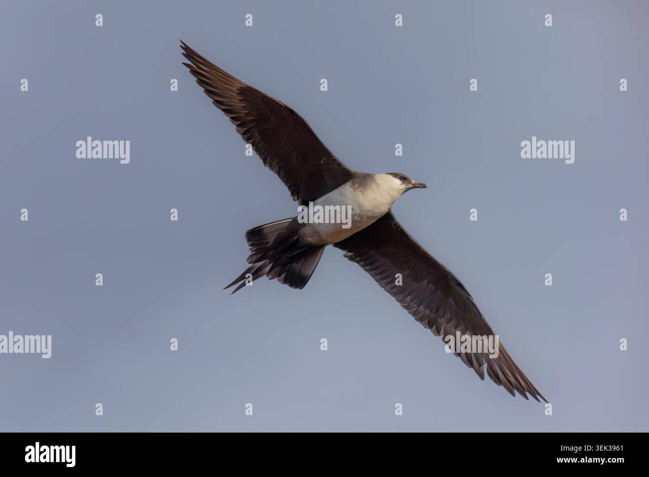 Lichtmorph Arctic Skua im Flug gegen den Himmel in Norwegen während der Brutsaison. Stockfoto