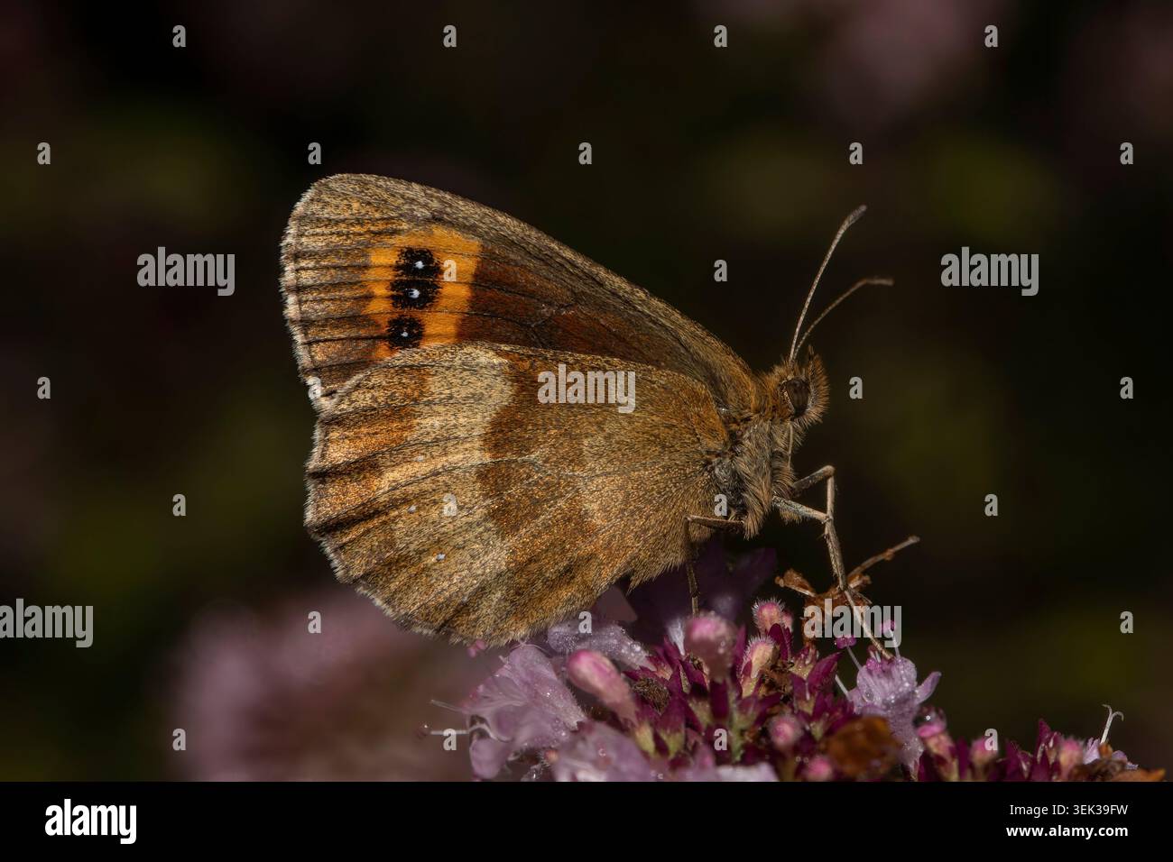 Schottischer Argus-Schmetterling auf Wildblumen mit geschlossenen Flügeln in Arnsdale, Vereinigtes Königreich. Stockfoto