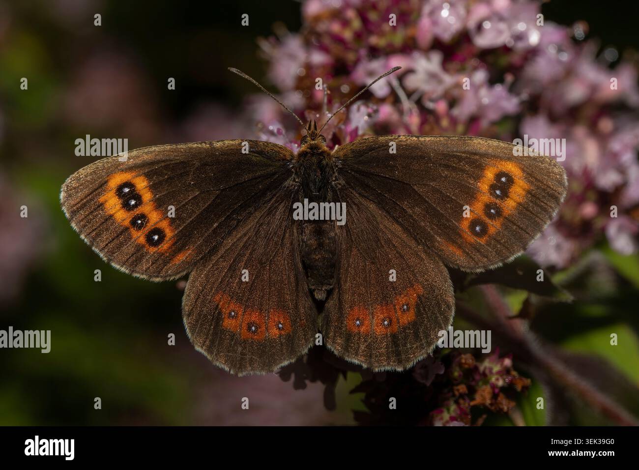 Schottischer Argus-Schmetterling mit vollständig ausgebreiteten Flügeln, während er auf Wildblumen in Arnside, Großbritannien, ruht. Stockfoto