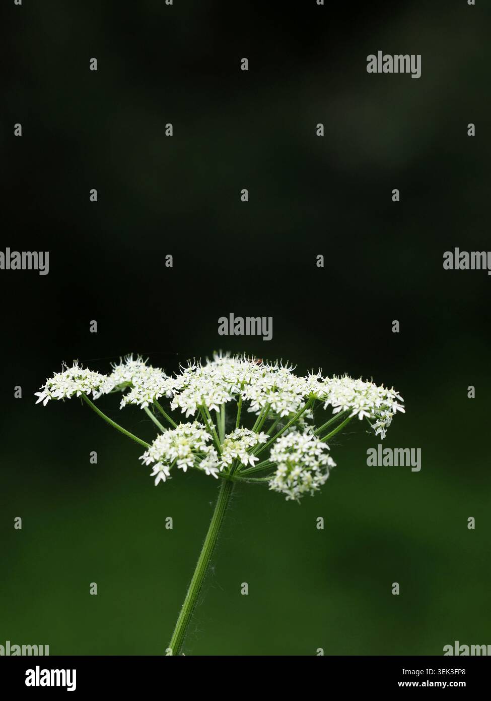 heracleum sphondylium, Barnwell, Northamptonshire, Vereinigtes Königreich Stockfoto