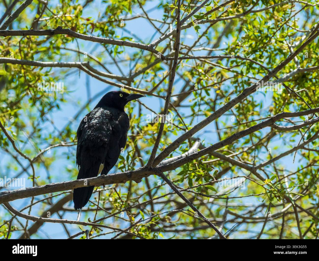 Gewöhnlicher Grackle Vogel in einem Baum, Jackson Lake State Park, Orchard, Colorado Stockfoto