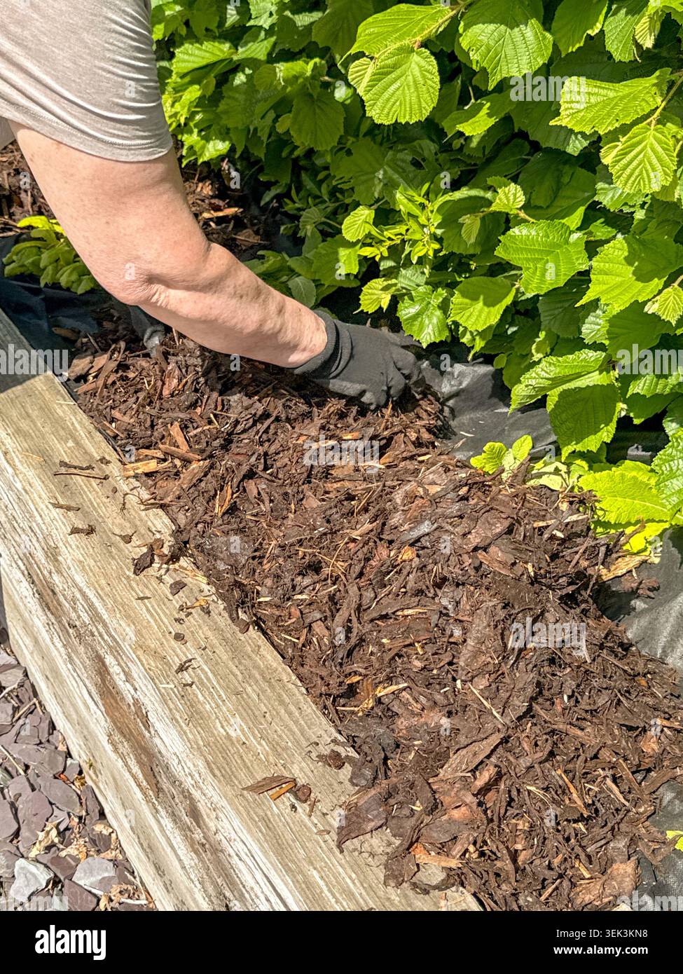 Person, die Holzrinde auf einem Hochbeet im Garten eines Hauses verteilt, um Unkraut zu bekämpfen. - Smartphone-aufgenommenes Stockfoto