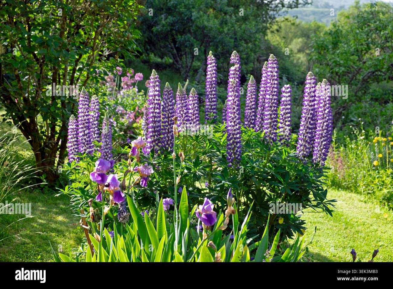 Lila und weiße Lupinen Lapinus die Governor und die lila bärtige Iris Pflanzen Iris zusammen in Blüte im Garten Wales UK KATHY DEWITT gepflanzt Stockfoto