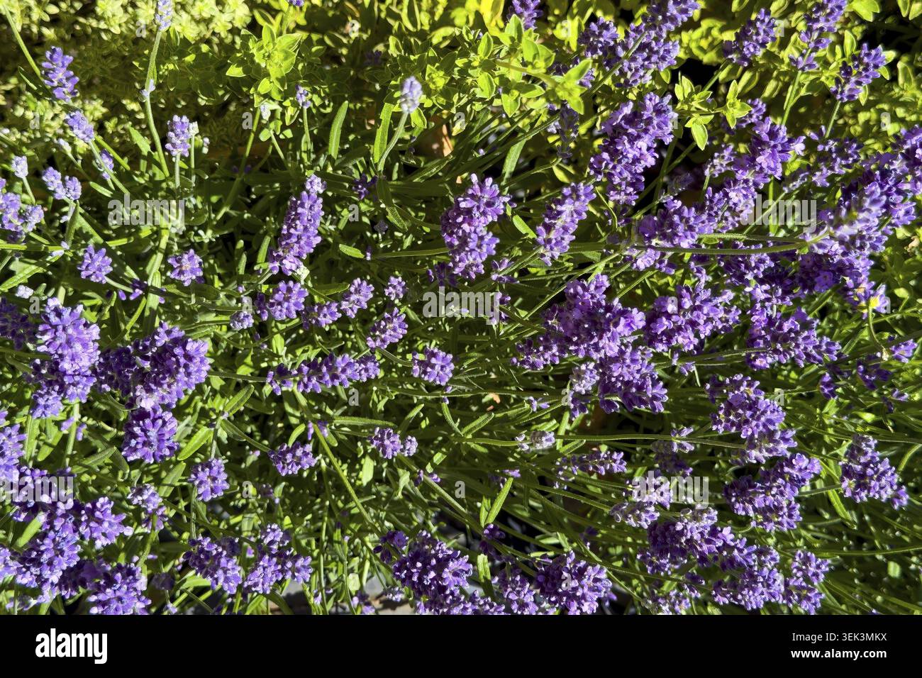 Lavendelblumen (Lavandula), international Stockfoto
