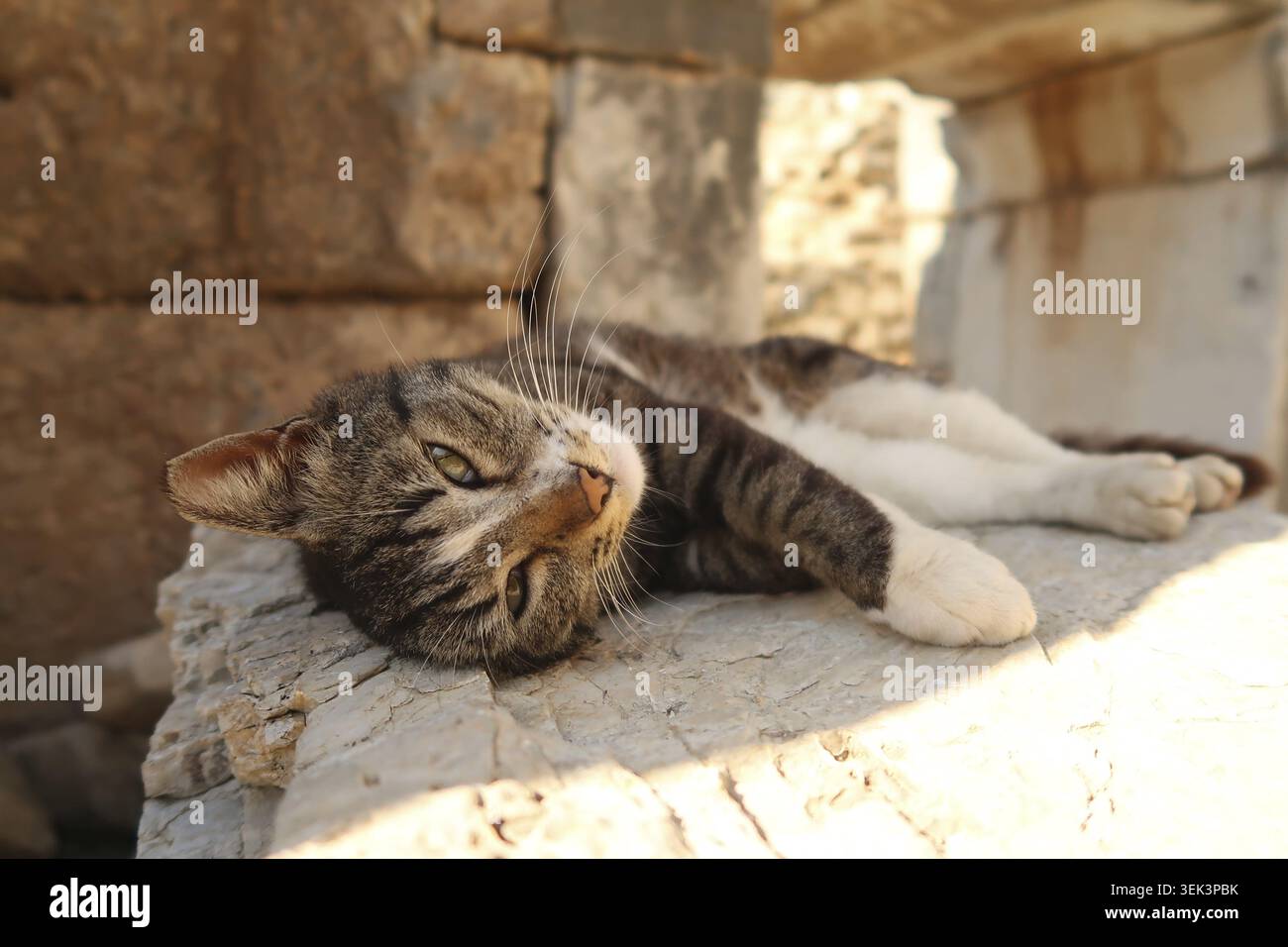 Katze, die sich im Schatten an der archäologischen Stätte Ephesus, Türkei 2022, erholt Stockfoto