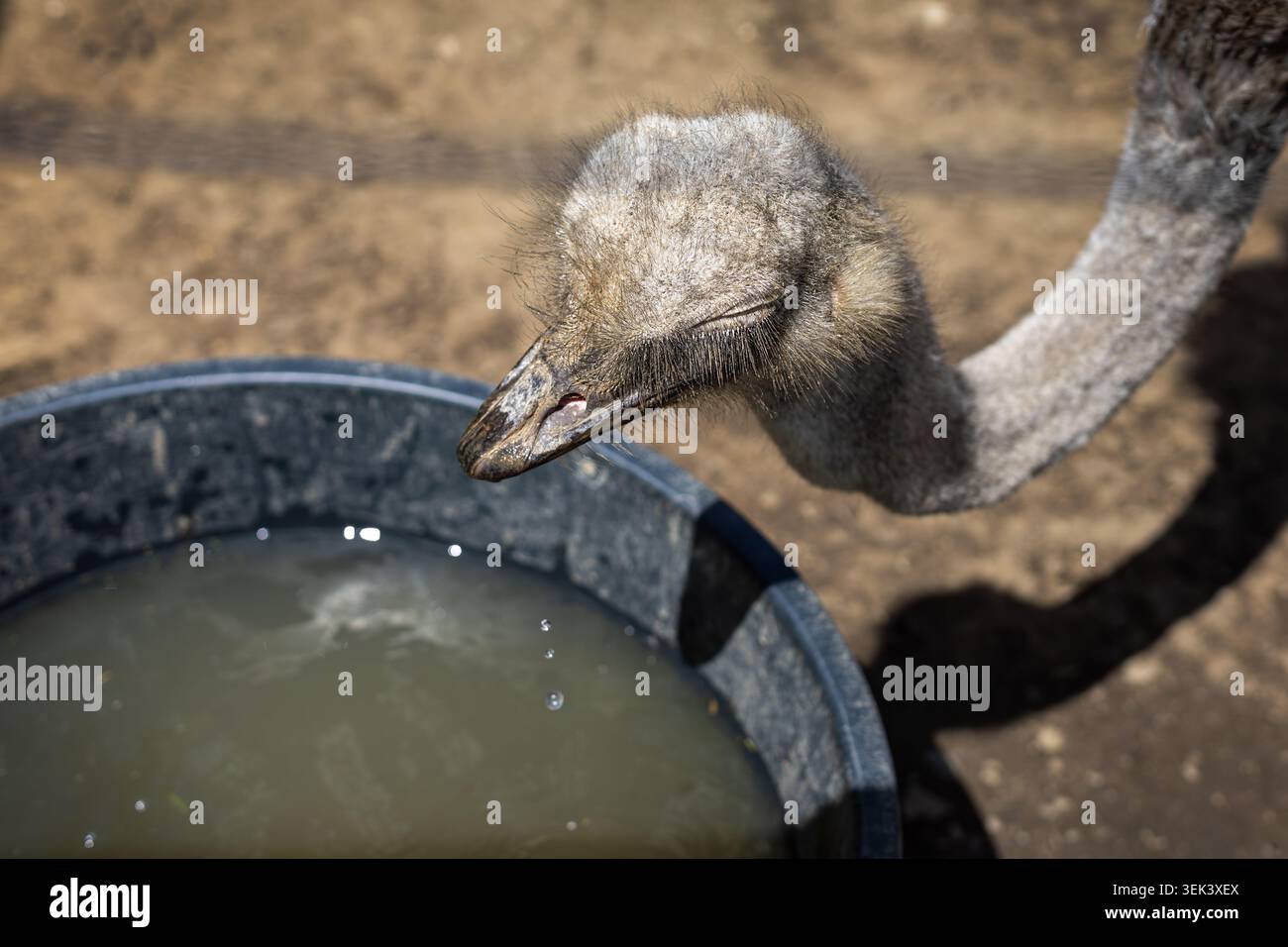 Junger Strauß Trinkwasser Aus Eimer. Nahaufnahme eines jungen Straußes, der sich auf trockenem Boden zu einem Wassereimer beugt, zeigt das Verhalten der Tiere und Stockfoto