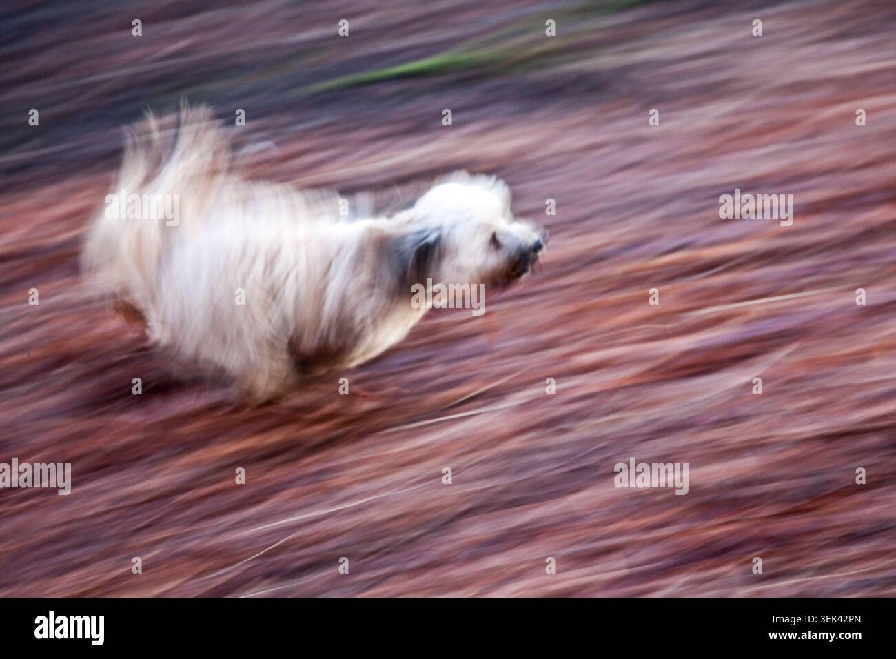 Yorkshire Terrier rasen durch Herbstlaub, ein Wirbelwind aus Energie und Bewegung in einer flüchtigen Unschärfe von Geschwindigkeit und Freiheit. Stockfoto