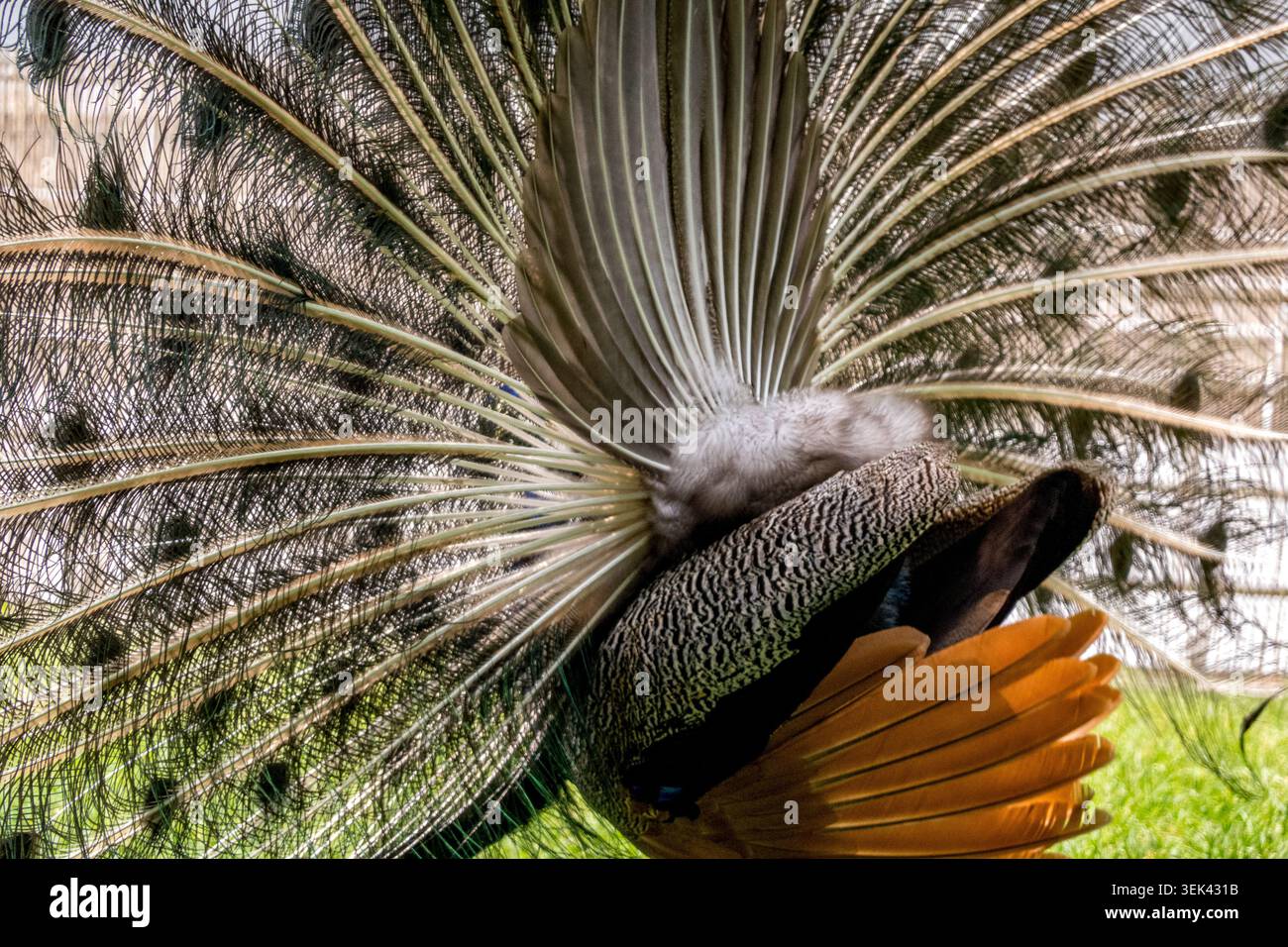 Peacocks Schwanz zeigt komplizierte Federmuster Stockfoto