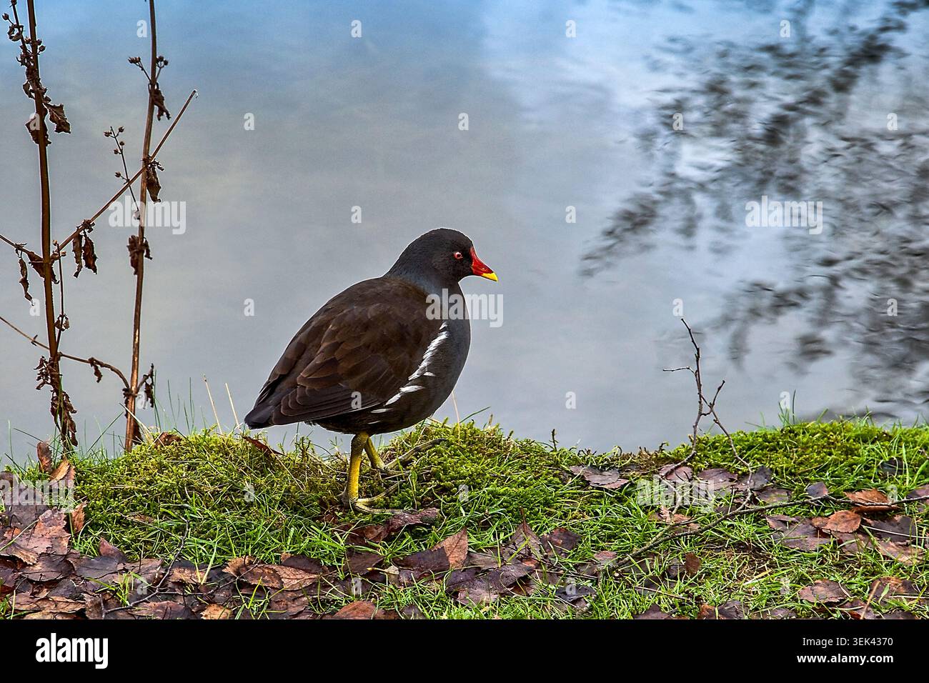 Der gemeine Moorhen hält am Ufer des Wassers, dessen leuchtende Rot-Gelbstiel sich in Kontrast zu den gedämpften Winterfarben des Teichs befindet. Stockfoto