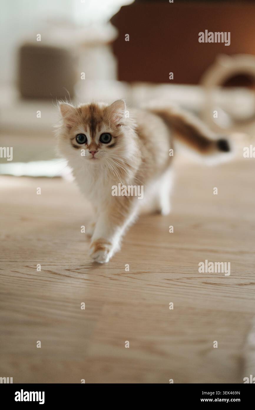 Ein flauschiges goldenes und cremefarbenes Kätzchen Stockfoto