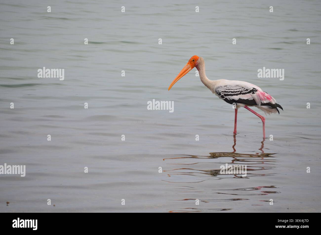 GEMALTER STORCH IN MANNAR, SRI LANKA, MYCTERIA LEUCOCEPHALA Stockfoto
