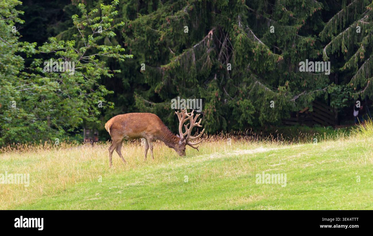 Ein männlicher Hirsch oder Hirsch mit großem Samtgeweih wird im Profil gefangen, während er auf einer leuchtend grünen Wiese weidet. Das Tier hat ein braunes Fell und ist Acti Stockfoto
