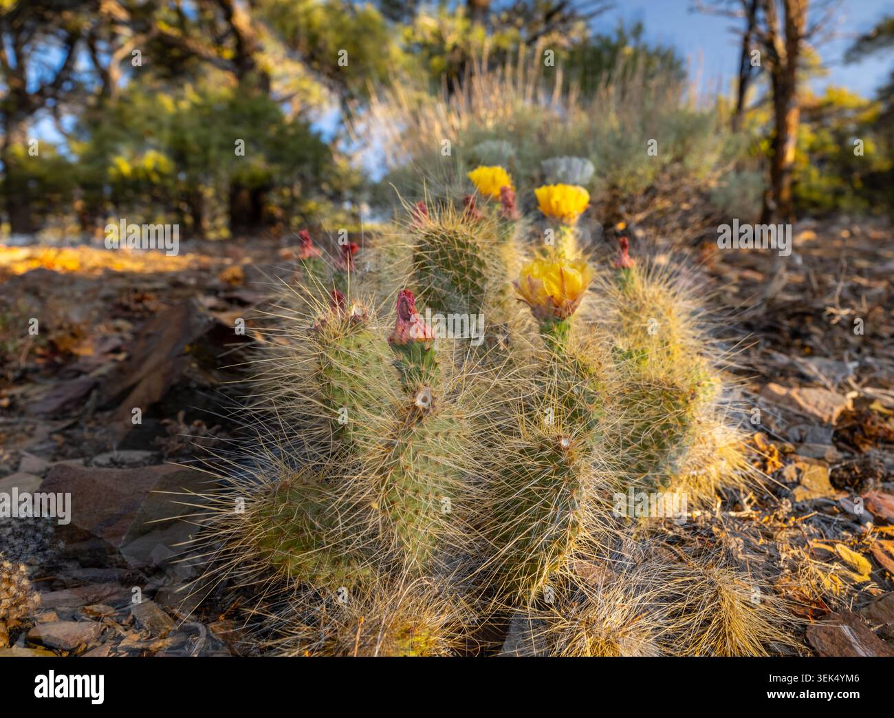 Die Abendsonne Erwärmt Die Gelben Blumen Auf Cactus Im Death Valley National Park Stockfoto