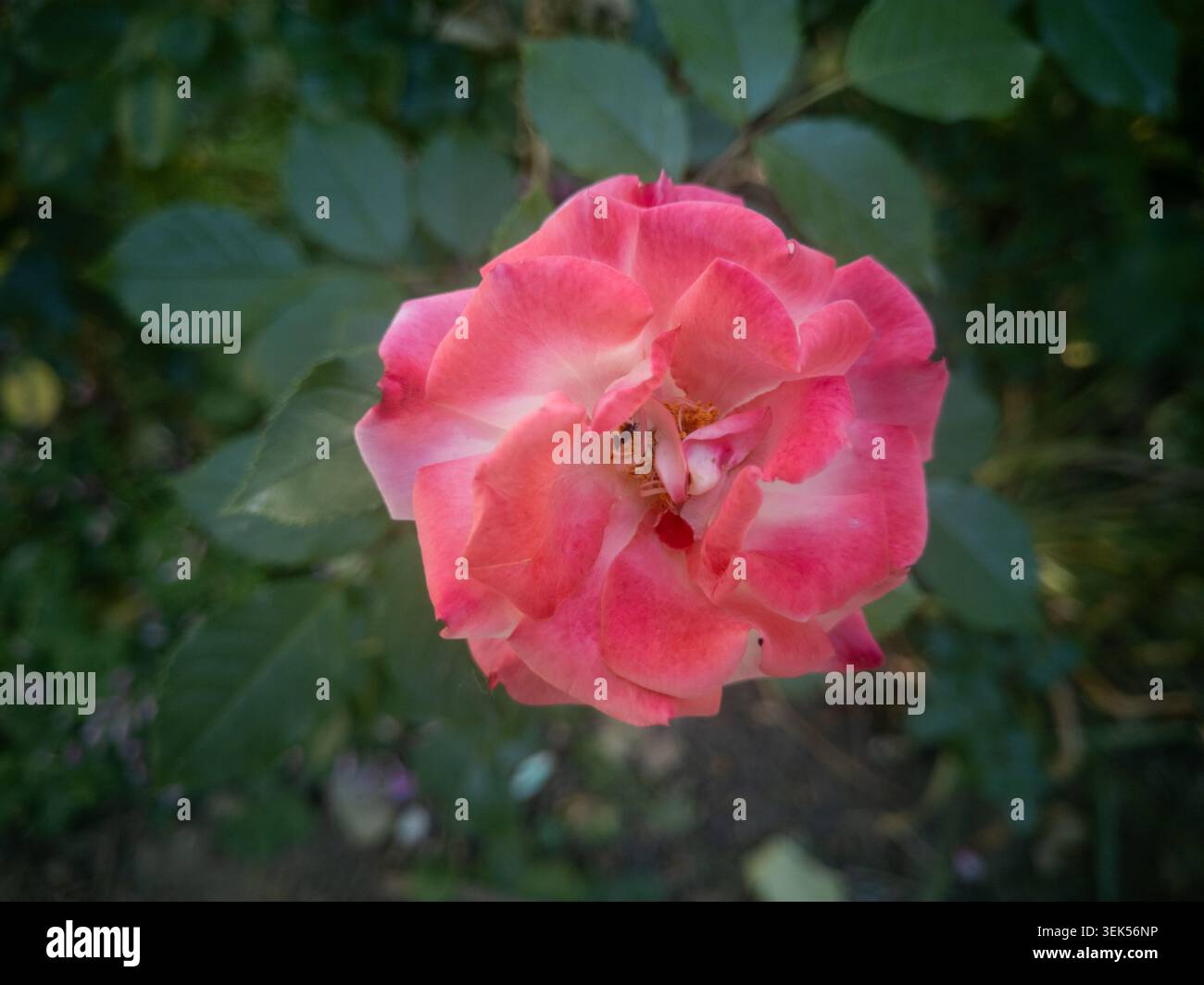 Nahansicht einer wunderschönen rosa Korallenrose, die auf einem Busch im Garten blüht. Stockfoto