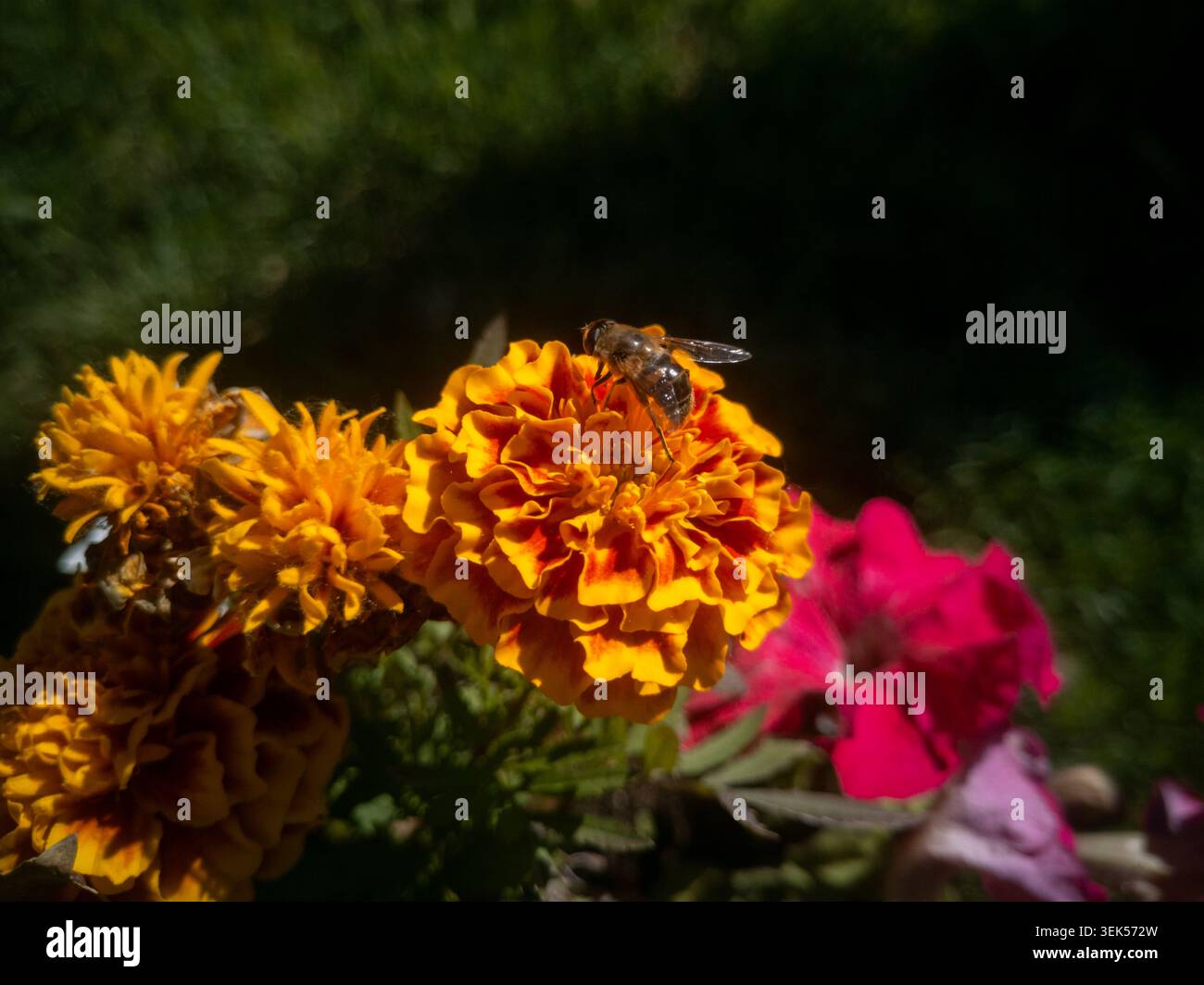 Nahaufnahme eines hoverfly-Insekts, das eine leuchtende orange Ringelblume im Garten bestäubt. Stockfoto