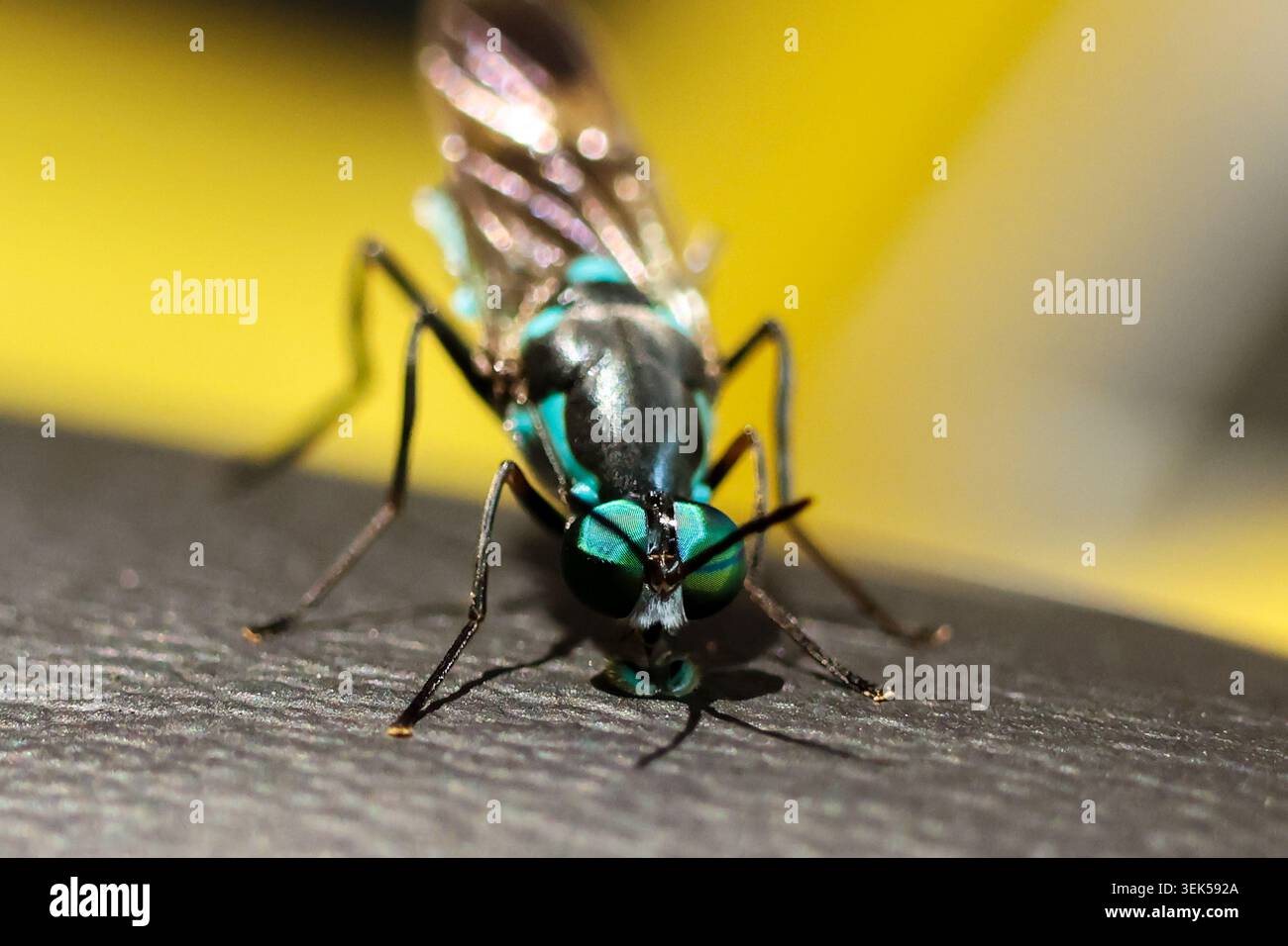 Makrofotografie von metallischen grünen Fliegeninsektenwanzen Detail Nahaufnahme auf strukturierter Oberfläche mit hellgelbem, verschwommenem Hintergrund, der natürliches W zeigt Stockfoto