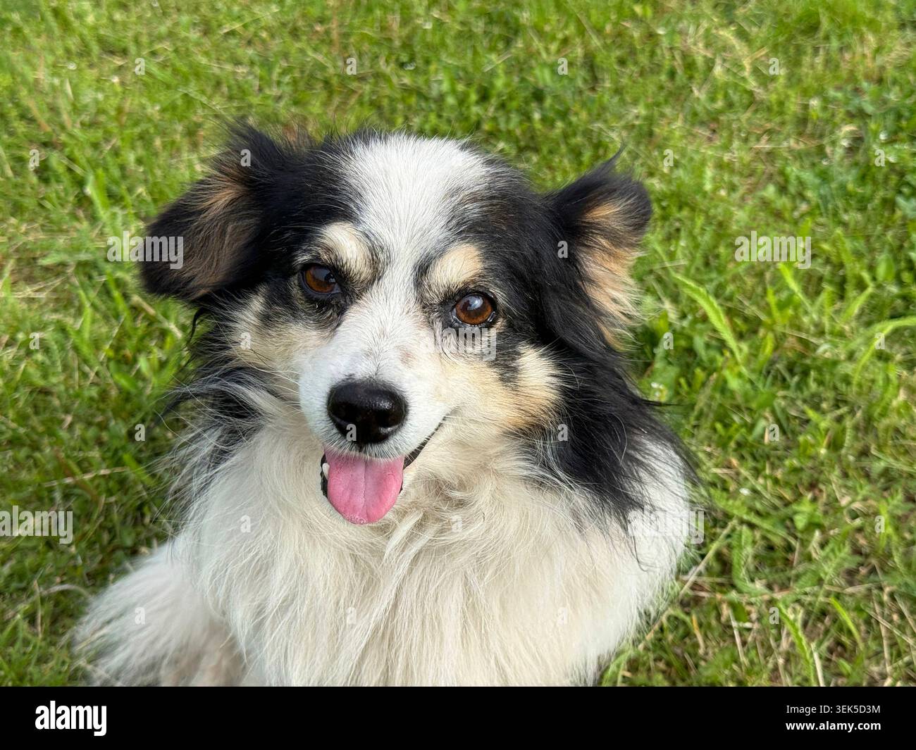 Süßer Hund, der in die Kamera schaut Stockfoto