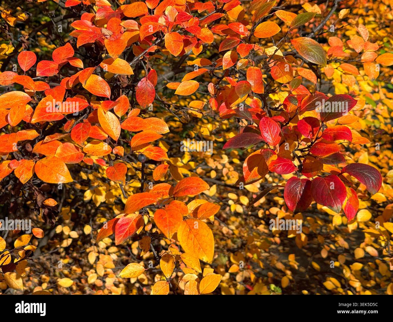 cotoneaster, Great orme Beere, Wild Cotoneaster Stockfoto