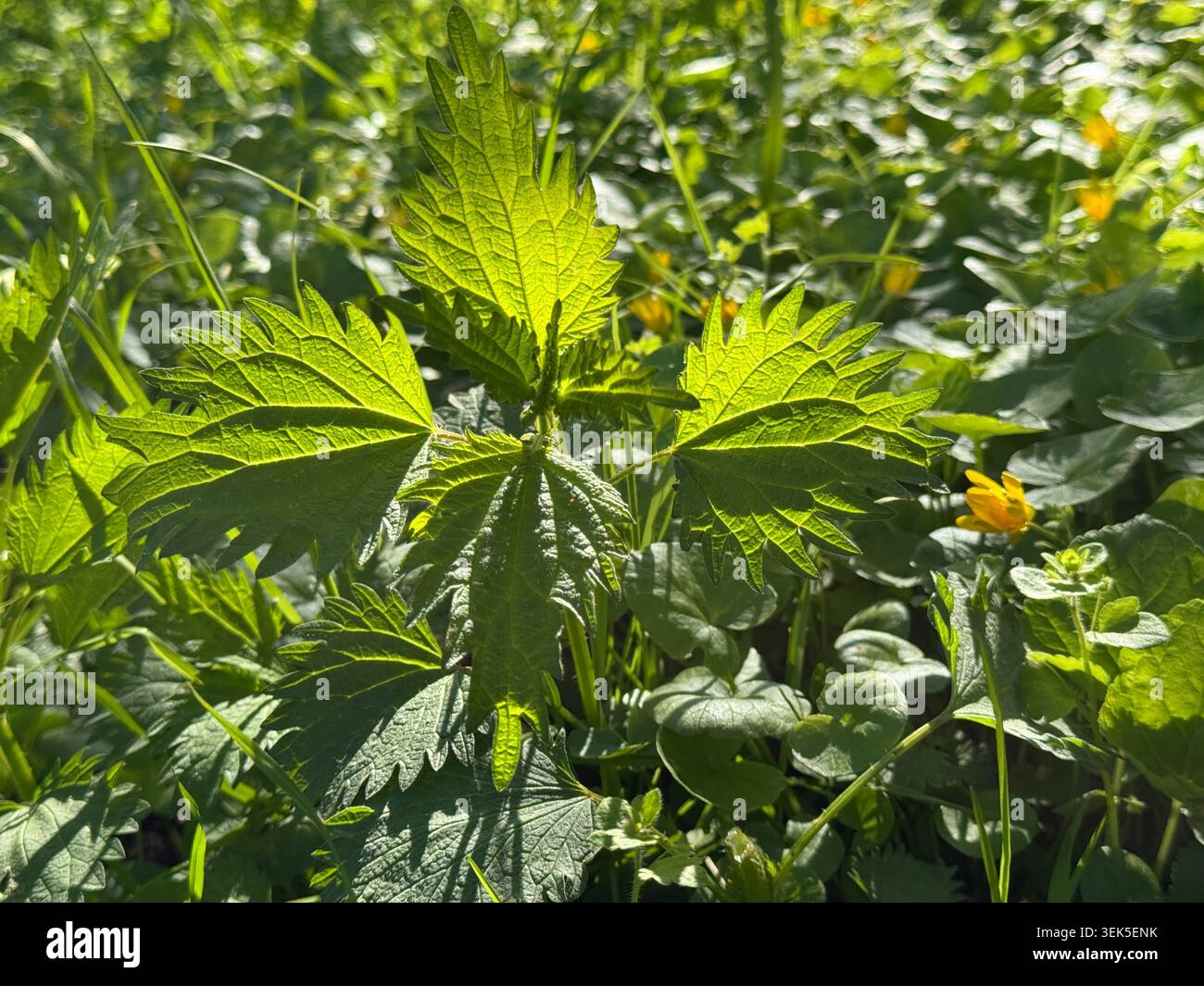 Brennnesselgrüne Pflanze auf der Wiese Stockfoto