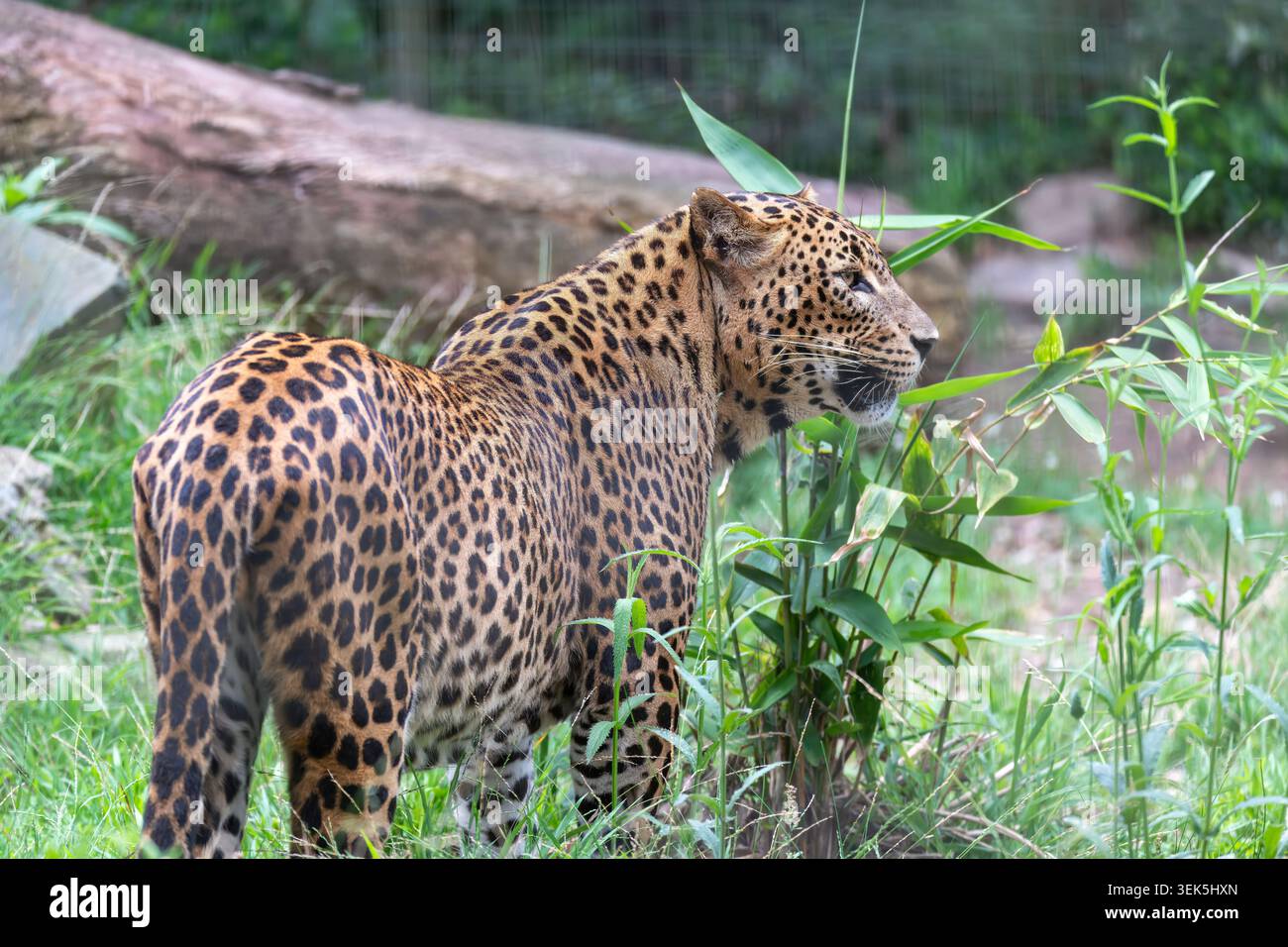 Der Sri-lankische Leopard (Panthera pardus kotiya) ist eine in Sri Lanka heimische Leopardensubart. Stockfoto