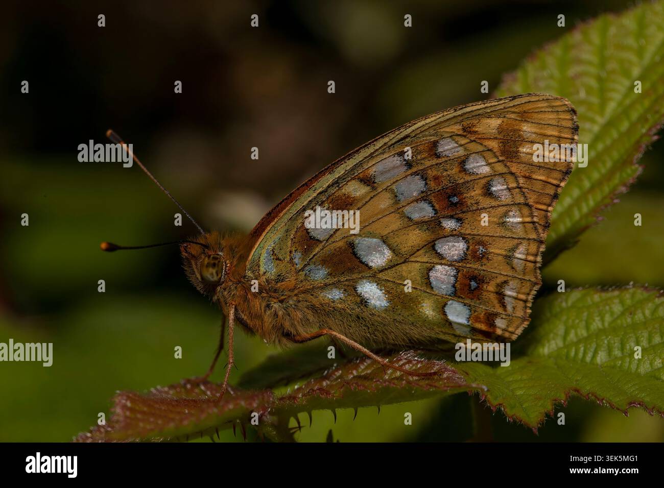 Detaillierter High Brown Fritillary Schmetterling in Wales, Seitenansicht mit den reichen orangen Flügeln und zarten Markierungen der gefährdeten Arten Stockfoto